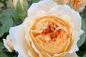 黃花月季哪個(gè)好看點(diǎn)